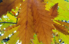 Дуб каштанолистный (лат. Quercus castaneifolia), саженцы, 3 шт