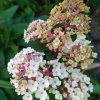 Гортензия метельчатая Самарская Лидия (лат. Hydrangea paniculata 'Samarskaya Lidiya')