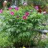 Пион уклоняющийся, или необычайный, или Марьин корень (лат. Paeonia anomala), семена