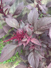 Амарант красный (лат. Amaranthus cruentus), 700 шт