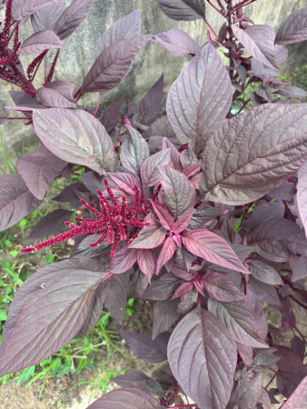 Амарант красный (лат. Amaranthus cruentus), 700 шт
