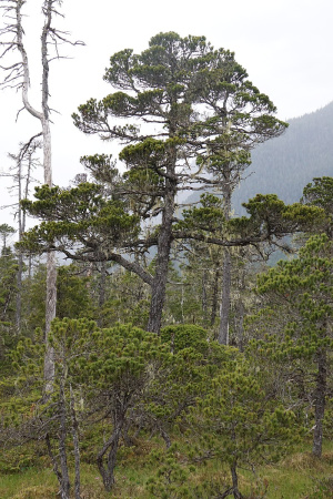 Сосна скрученная широкохвойная (Pinus contorta var. Latifolia), семена