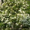 Фотиния Давида (лат. Photinia davidiana), семена