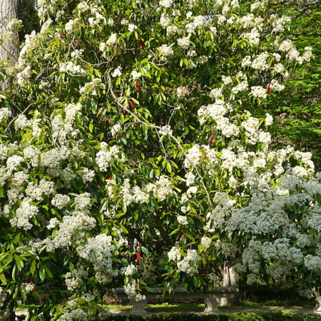 Фотиния Давида (лат. Photinia davidiana), семена