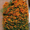 Пираканта гибридная Оранж Глоу (лат. Pyracantha Orange Glow)