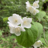 Чубушник тонколистный (лат. Philadelphus tenuifolius), семена