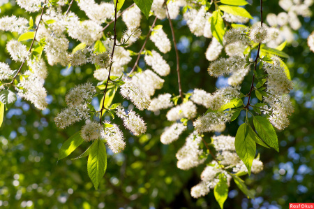 Черемуха Маака (лат. Prunus maackii), семена