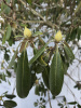 Рододендрон крупнейший (Rhododendron maximum), семена 0,2 грамма