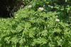 Бузина травянистая (лат. Sambucus ebulus), в ягодах