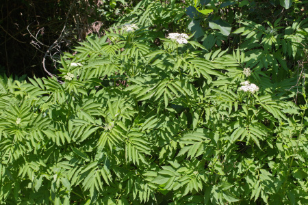 Бузина травянистая (лат. Sambucus ebulus), в ягодах