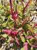 Амарант красный (лат. Amaranthus cruentus), 700 шт