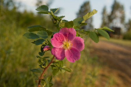 Роза даурская (лат. Rosa dahurica), семена