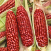Кукуруза красная сладкая  (лат. Zea mays saccharata), 10 штук семена 