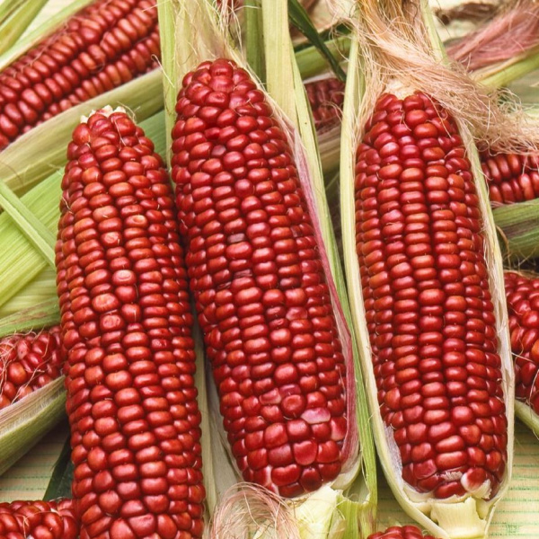 Кукуруза красная сладкая  (лат. Zea mays saccharata), 10 штук семена 