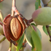 Миндаль степной (лат. Prunus tenella), семена