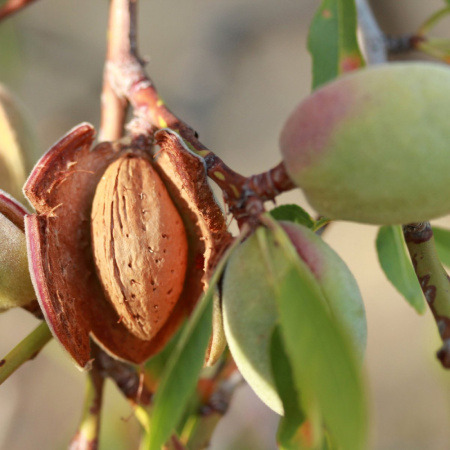 Миндаль степной (лат. Prunus tenella), семена
