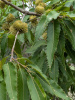 Дуб острейший (лат. Quercus acutissima) 10 шт, семена 