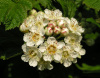 Пузыреплодник амурский (лат. Physocarpus amurensis), семена