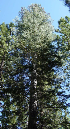 Пихта одноцветная Лау (Abies concolor f. lowiana), семена