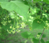 Бересклет Максимовича (лат. Euonymus maximovicziana), семена