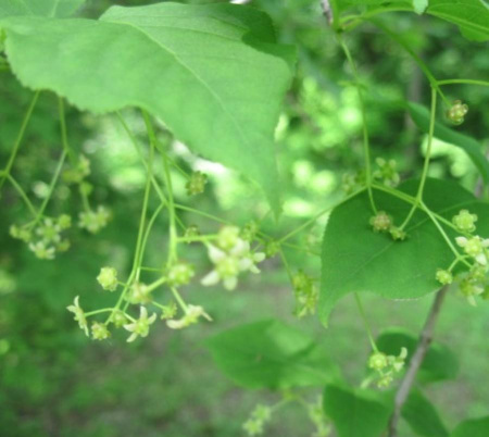 Бересклет Максимовича (лат. Euonymus maximovicziana), семена