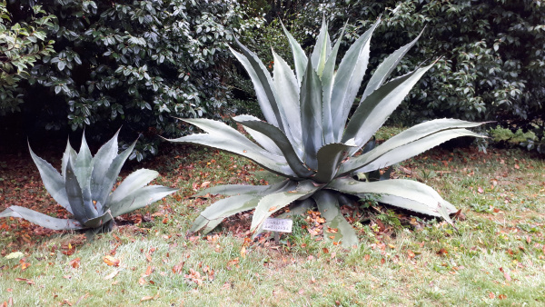 Агава американская (лат. Agave americana), семена