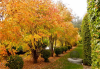 Багрянник китайский (лат. Cercis chinensis), семена