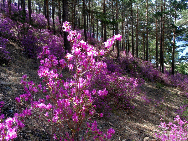 Рододендрон даурский гибридный Стаккато (лат. Rhododendron x dauricum) 0,05 грамм, семена