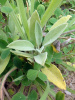 Шалфей лекарственный (лат. Salvia officinalis), 100 шт
