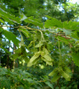 Клен бородатый (лат. Acer barbinerve), семена