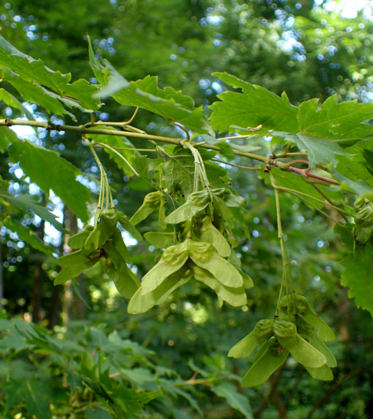 Acer_barbinerve_kz2