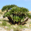 Пальма веерная европейская, или хамеропс приземистый (лат. Chamaerops Humilis), семена