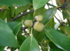 Дуб сизый, или Японский голубой дуб (лат. Quercus glauca), семена 