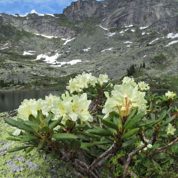 Рододендрон золотистый (лат. Rhododendron aureum), семена 0,2 грамма