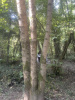 Клен полевой (лат. Acer campestre), семена