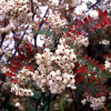 Рябина Кёне (лат. Sorbus koehneana), семена