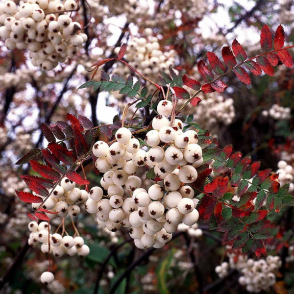 Рябина Кёне (лат. Sorbus koehneana), семена