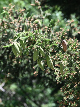 Ель Мейера (лат. Picea meyeri), семена