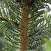 Пихта белая, или Пихта белая европейская (лат. Abies alba), семена