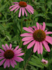 Эхинацея пурпурная (лат. Echinacea purpurea), семена 100 шт