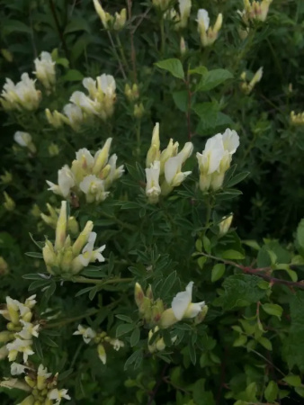 Ракитник белый (лат. Cytisus albus), семена