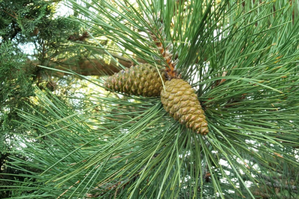 Сосна крымская, или Сосна Палласа 'Nigra' (лат. Pinus nigra subsp. pallasiana 'Nigra'), семена