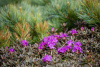Рододендрон мелколистный (лат. Rhododendron parvifolium), семена 0,02 грамма