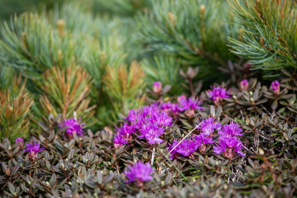 Рододендрон мелколистный (лат. Rhododendron parvifolium), семена 0,02 грамма