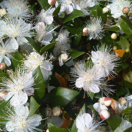 Мирт обыкновенный Белоплодный (Myrtus communis var. leucocarpa), семена