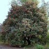 Рябина дуболистная (лат. Sorbus thuringiaca), семена