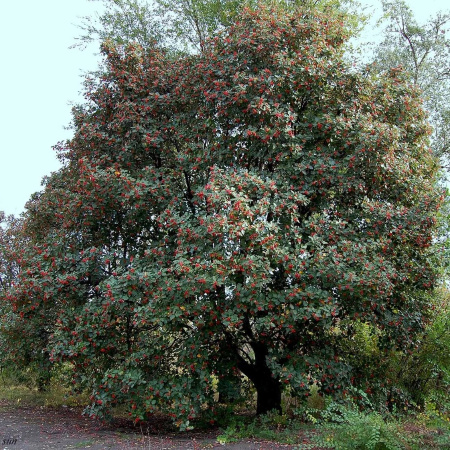 Рябина дуболистная (лат. Sorbus thuringiaca), семена
