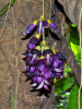 Мукуна вечнозелёная (лат. Mucuna sempervirens) 5 шт, семена