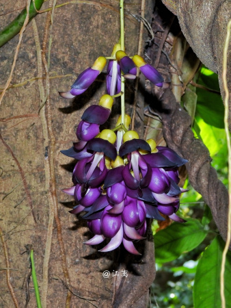 Мукуна вечнозелёная (лат. Mucuna sempervirens) 5 шт, семена