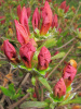 Рододендрон японский (лат. Rhododendron japonicum), семена 0,05 грамма